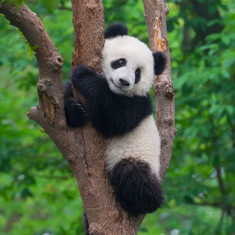 A giant panda cub climbing a tree in a green forest