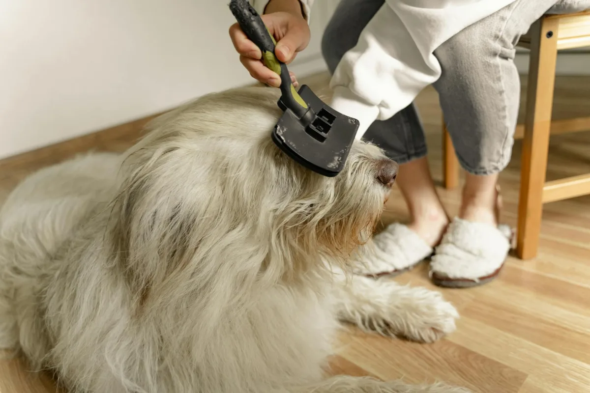 A homeowner brushing a golden retriever on a covered porch, with a HEPA vacuum and washable area rugs visible inside through the door.