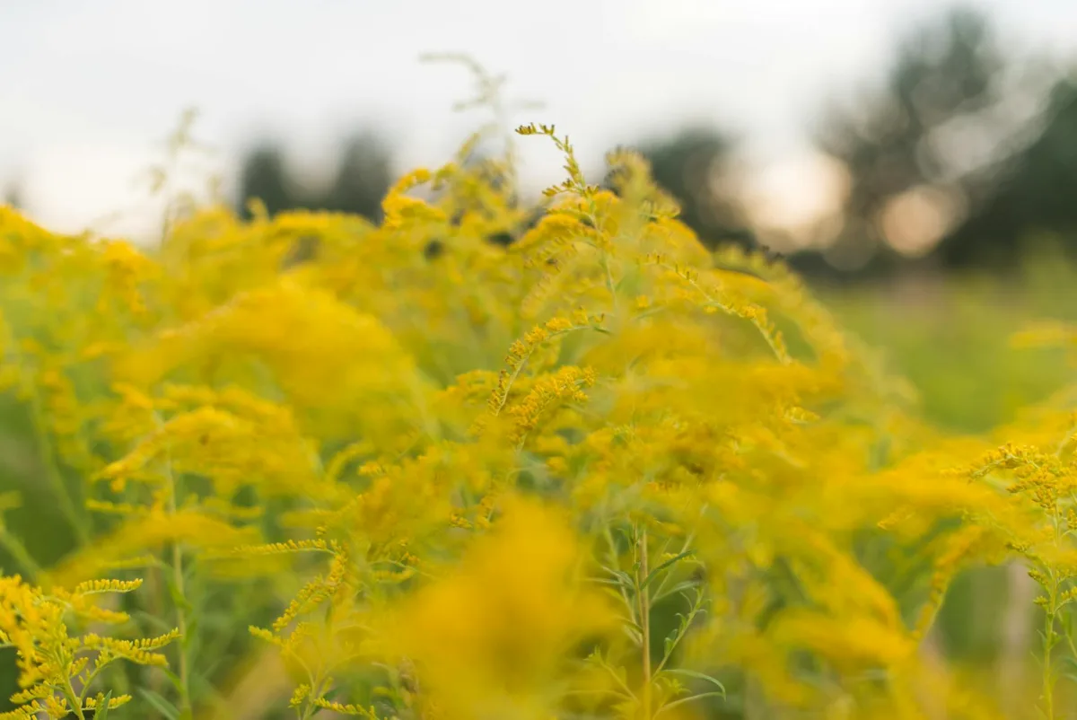 Un champ d'herbe à poux en fleurs à la fin de l'été, des grappes de type « verge d'or » visibles.